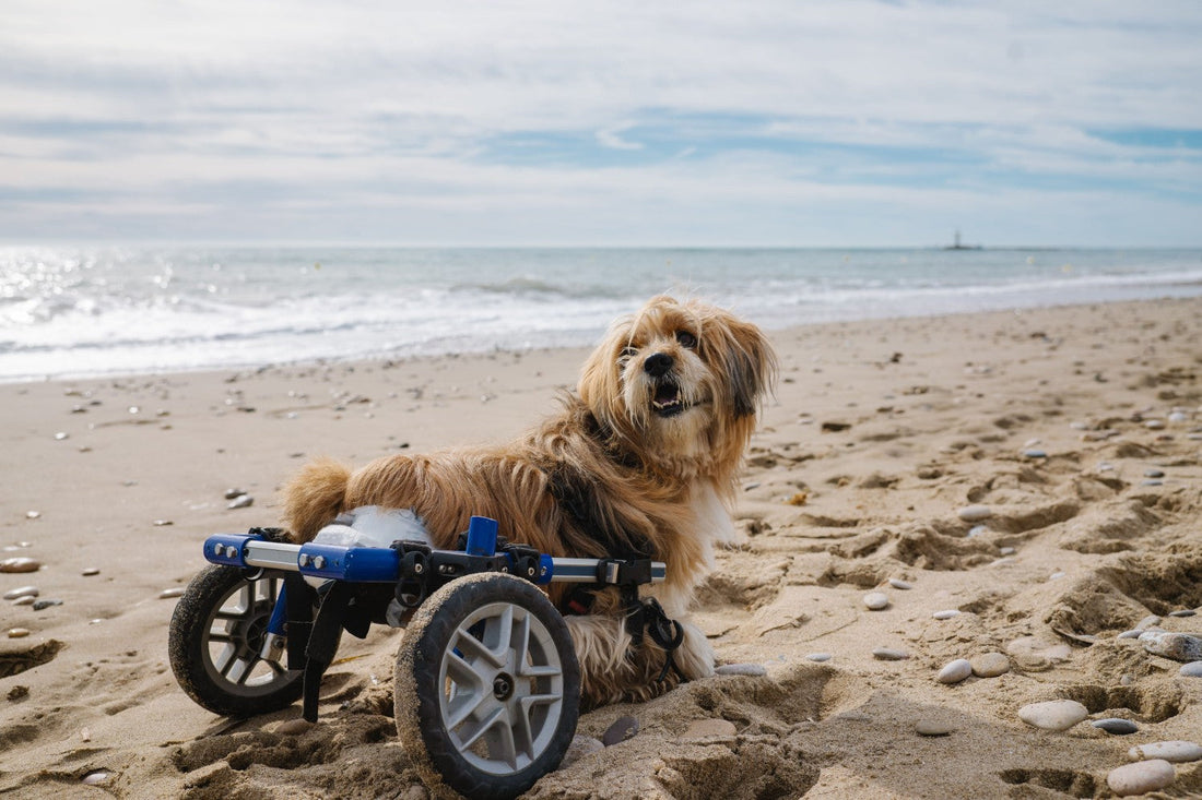 Resilience thy name is the family pet’s – on Specially-abled Pets