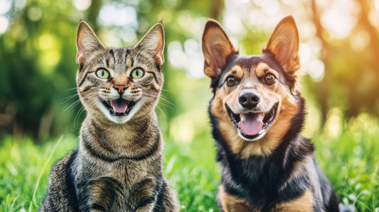 The Attention Equation: Dogs vs Cats