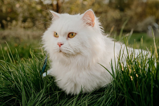 What Colour Fur do Persian Cats have?