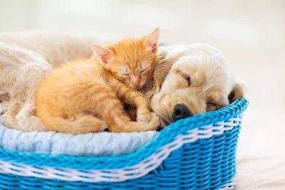 Why It’s Important to Choose a Pet That Matches Your Energy - Carniwel 