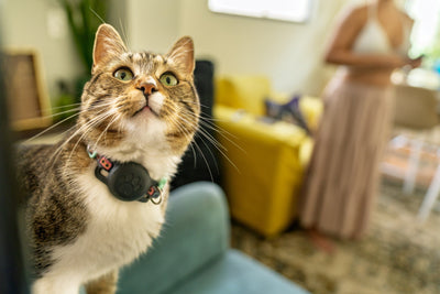 5 Common Cat Behaviors Explained