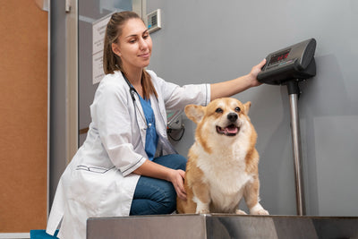 Calculating Your Dog's Healthy Weight - Carniwel