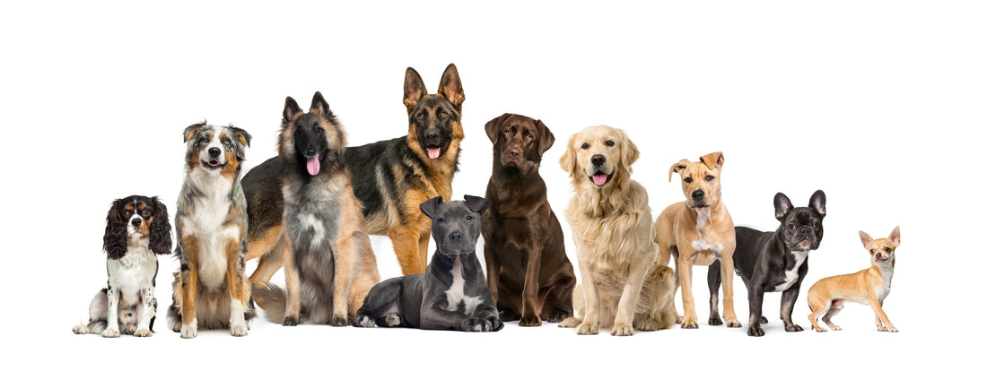 Breeder’s Guide to Types of Dogs and Their Needs