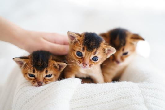 Neonatal Kitten Care: A Breeder’s Guide to Just-Born Kittens