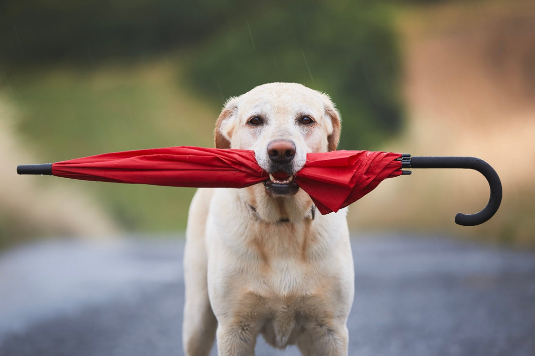 Can my dog fall sick from the rain? What Pet Parents Should Know