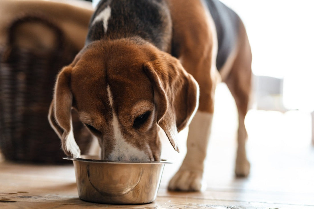 Study: Fresh Proteins in Dog Food Supports Healthier Ageing in Seniors