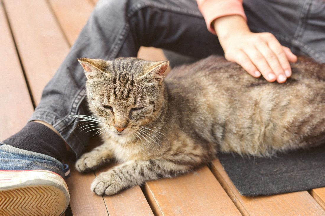 The 5 Stages of Parenting a Cat