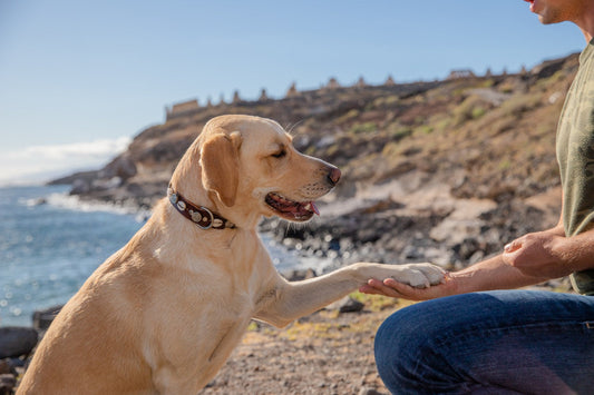 Cute Dog Shaking hand - Carniwel Pet Food for Dog and Cat with Premium Nutrition