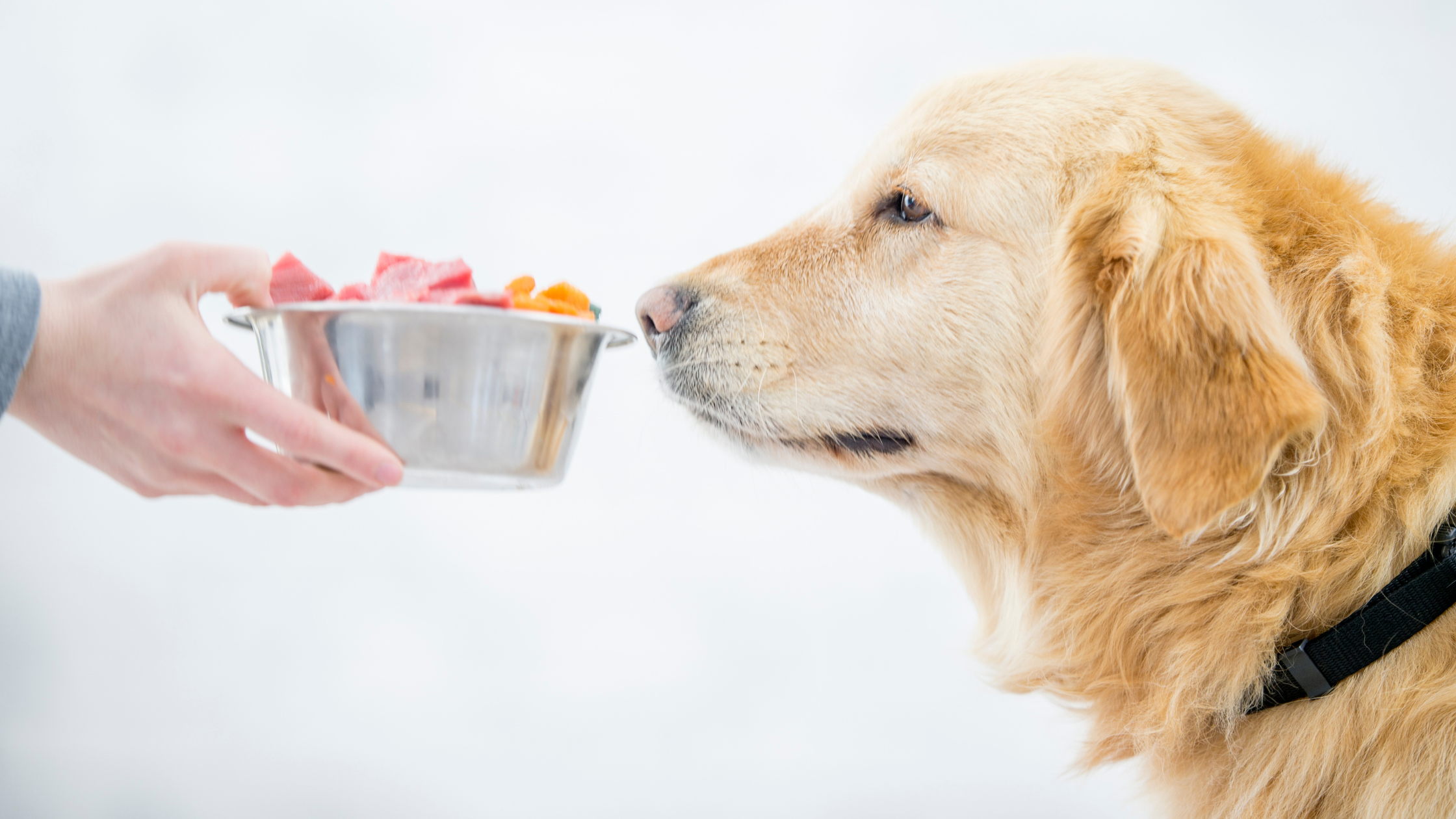 Common Pet Health Issues and How the Right Nutrition Can Help