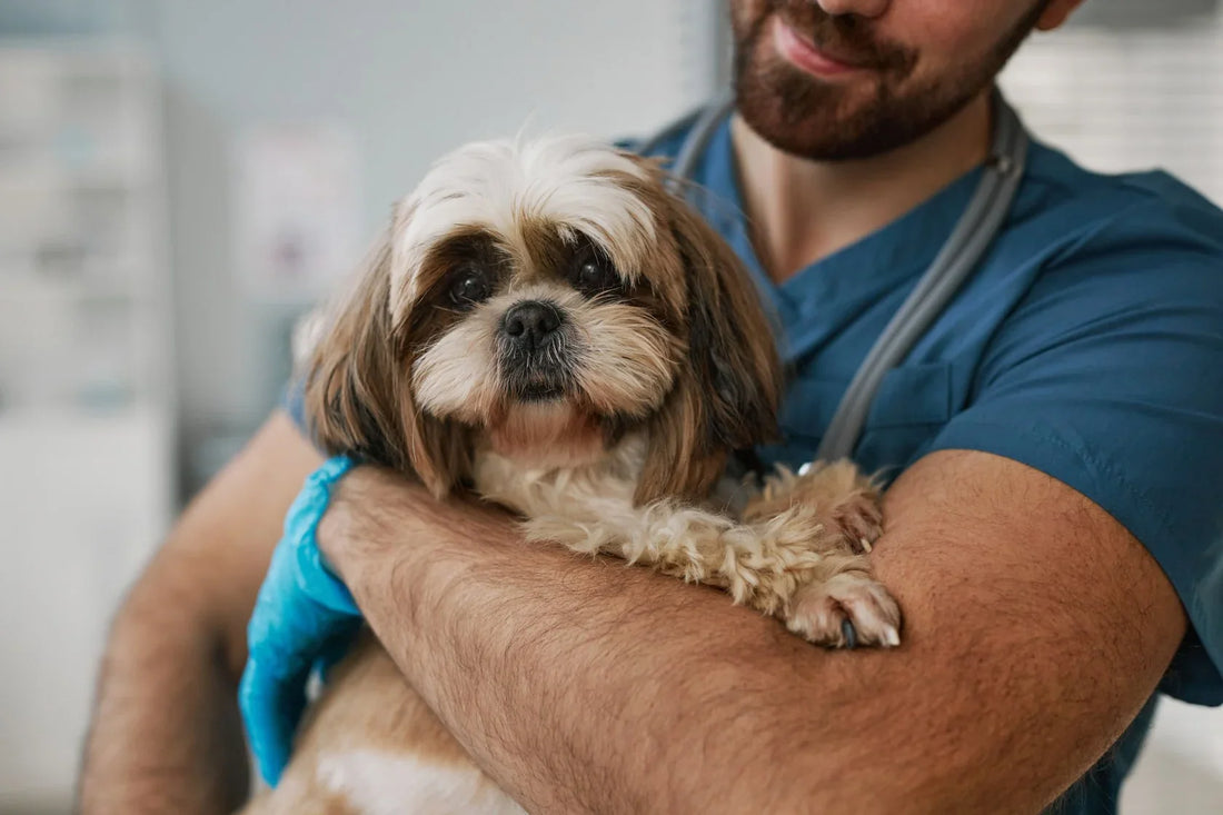 What Vets Mean When They Talk About Long-Term Nutrition - Carniwel