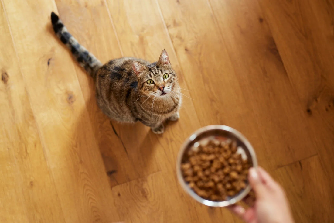 Why Cats Dislike Sudden Food Changes - Carniwel