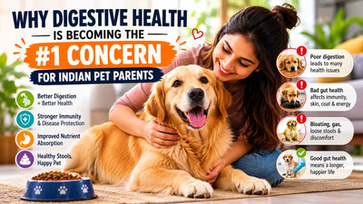 Why Digestive Health Is Becoming the #1 Concern for Indian Pet Parents