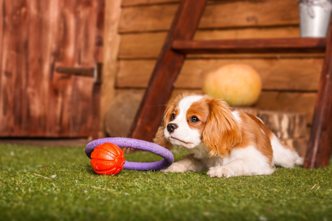 Why do dogs have zoomies?