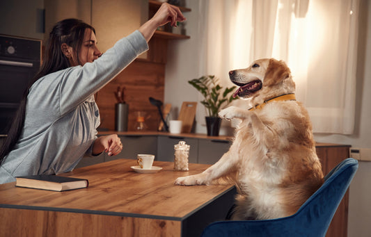 Unleashing the Power of Protein: How Much Does Your Dog Really Need