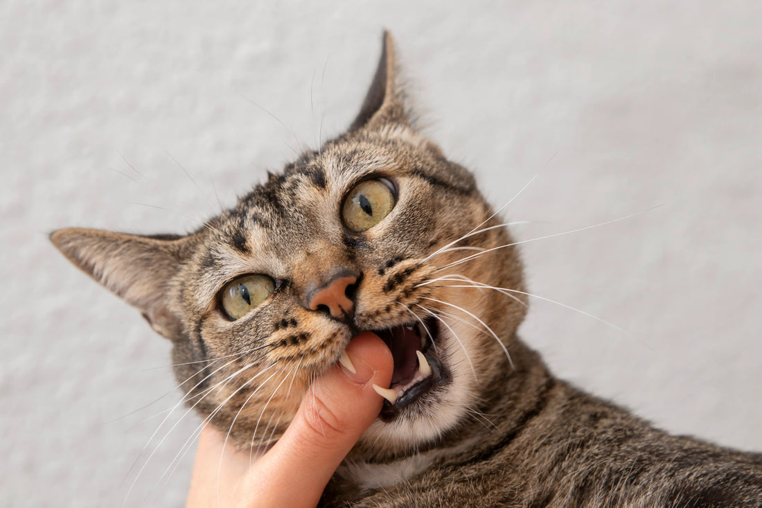 Cat bite