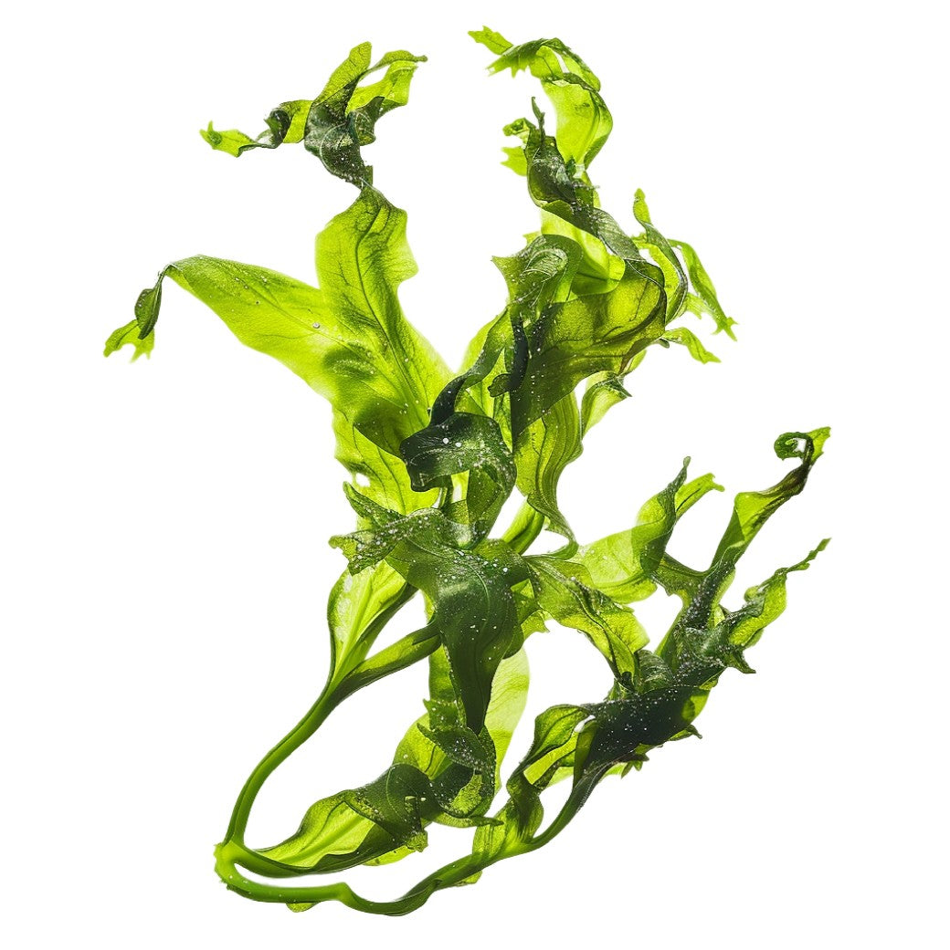 Carniwel Pet Food Ingredients - Green seaweed on a white background
