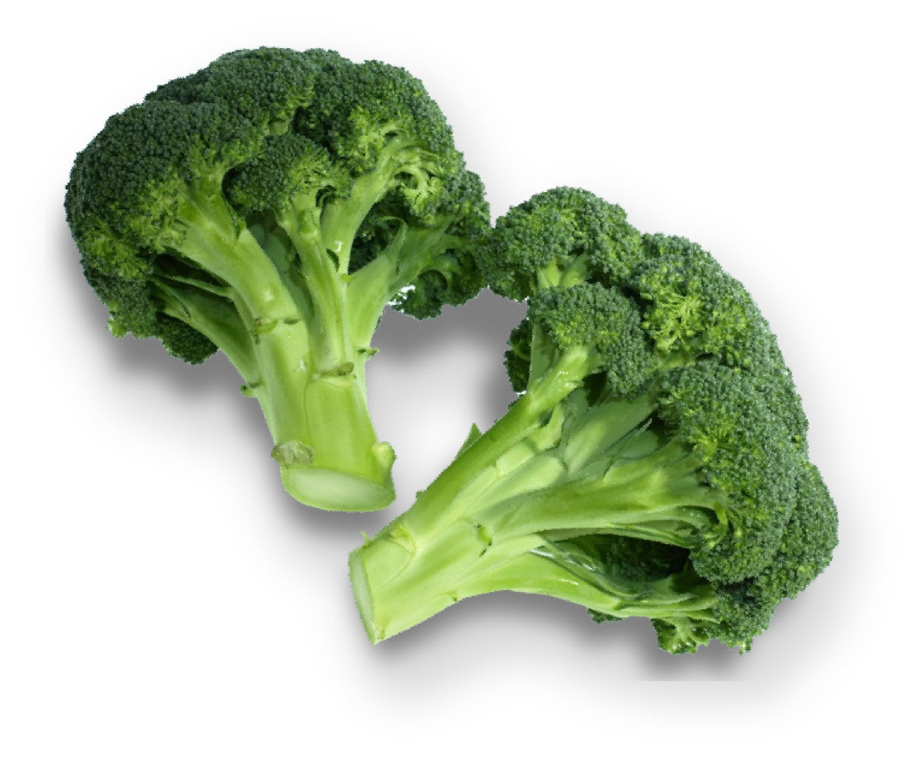 Carniwel Pet Food Ingredients - Two pieces of broccoli on a white background