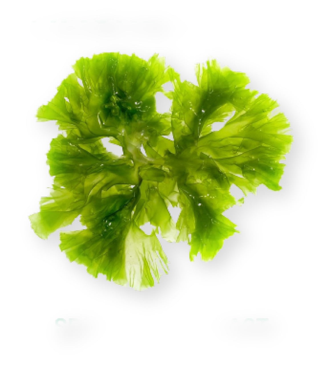 Carniwel Pet Food Ingredients - Green seaweed on a white background